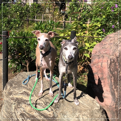 f:id:gino-ig:20211008233310j:plain