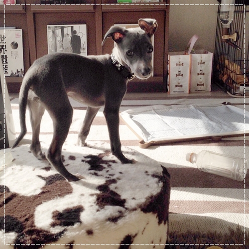 f:id:gino-ig:20211008233817j:plain