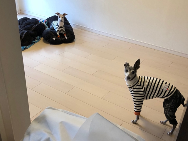 f:id:gino-ig:20211224234630j:plain