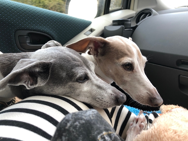 f:id:gino-ig:20211224234933j:plain