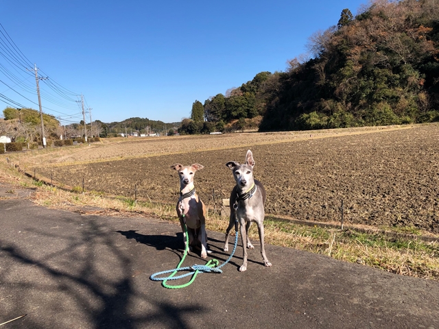 f:id:gino-ig:20211225000100j:plain