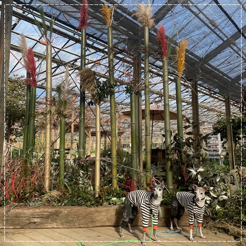 f:id:gino-ig:20211231221230j:plain