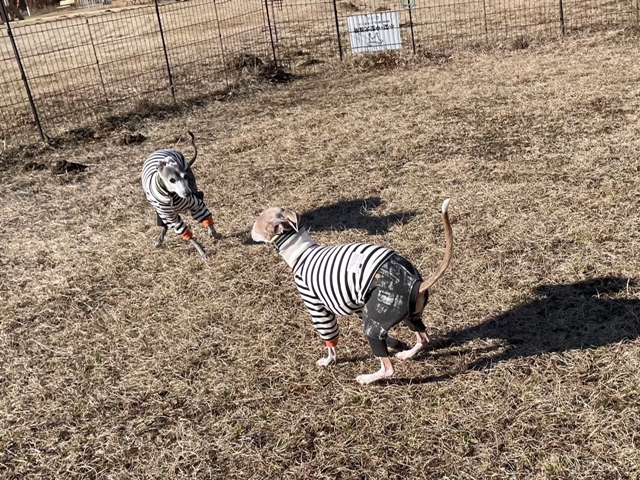 f:id:gino-ig:20220121223730j:plain