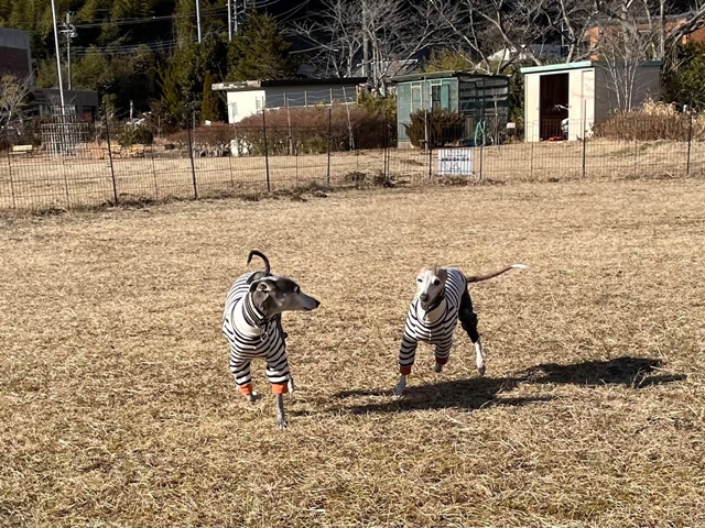 f:id:gino-ig:20220121223752j:plain