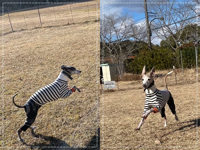 f:id:gino-ig:20220121223854j:plain