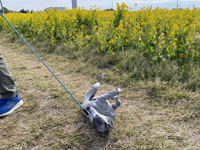 f:id:gino-ig:20220203234008j:plain