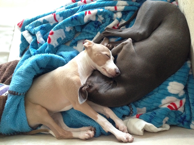 f:id:gino-ig:20220212231528j:plain