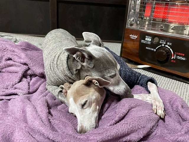 f:id:gino-ig:20220212231826j:plain