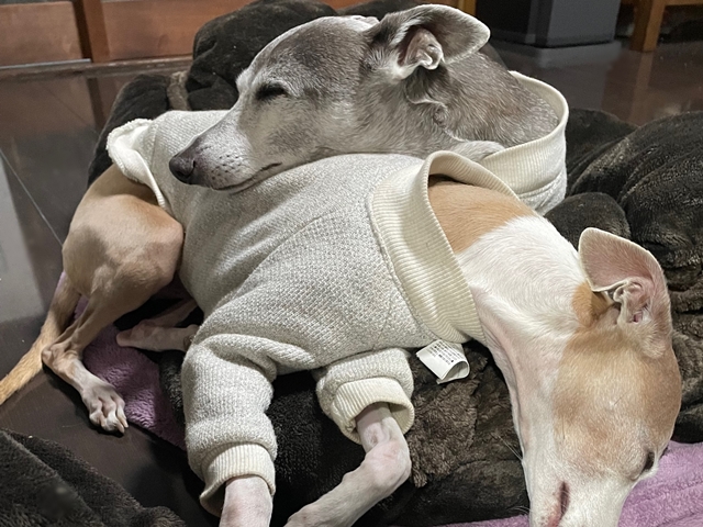 f:id:gino-ig:20220212231904j:plain