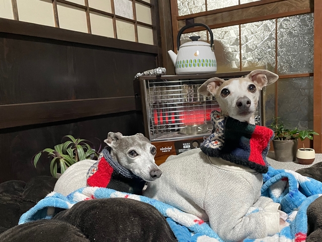 f:id:gino-ig:20220215223250j:plain