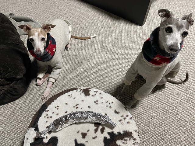 f:id:gino-ig:20220215223450j:plain