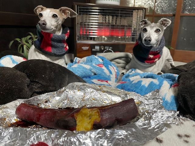 f:id:gino-ig:20220215223554j:plain