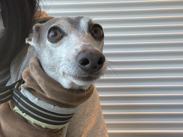 f:id:gino-ig:20220216234348j:plain