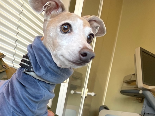 f:id:gino-ig:20220216234453j:plain