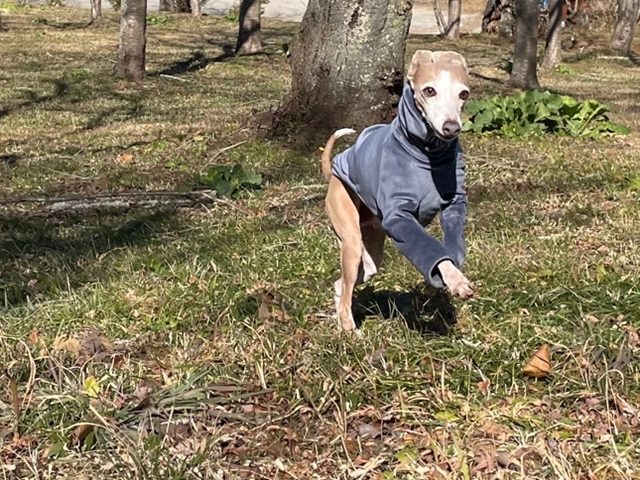 f:id:gino-ig:20220304235446j:plain