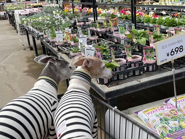 f:id:gino-ig:20220304235611j:plain