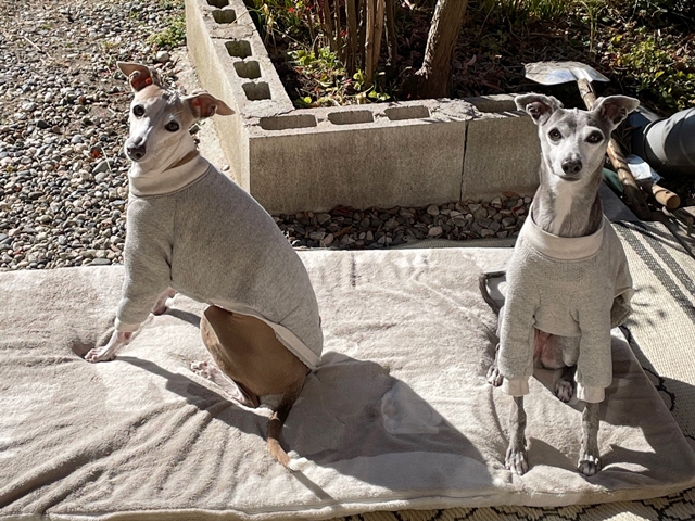 f:id:gino-ig:20220307234831j:plain