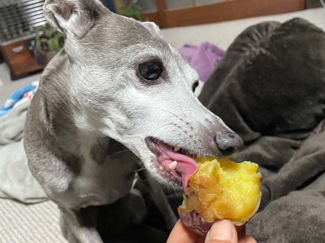 f:id:gino-ig:20220307235253j:plain