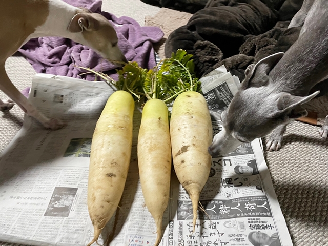 f:id:gino-ig:20220307235446j:plain