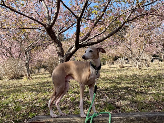 f:id:gino-ig:20220313222811j:plain