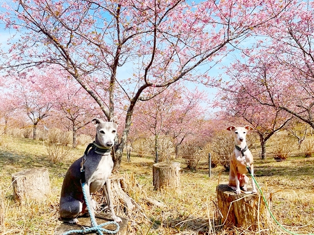 f:id:gino-ig:20220313223439j:plain