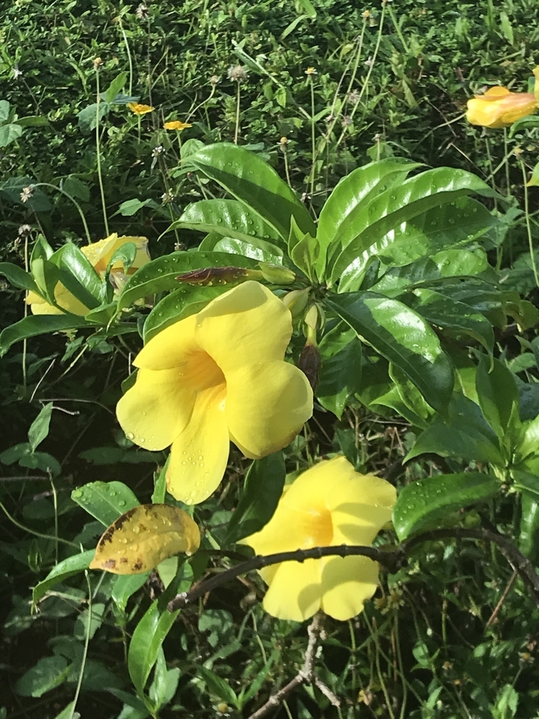 f:id:gino10mugi:20180923082249j:plain