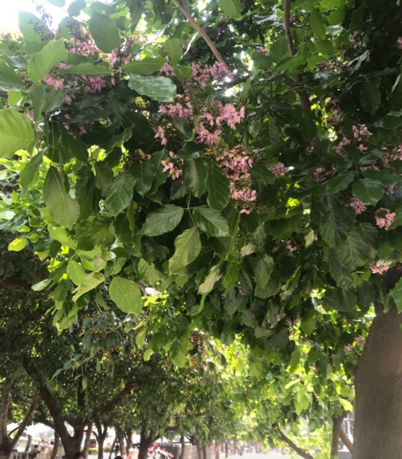f:id:gino10mugi:20190317170032p:plain