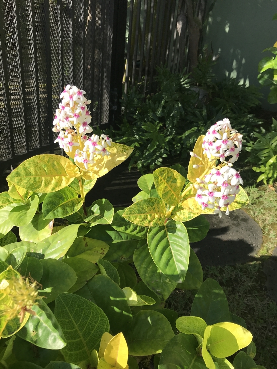 f:id:gino10mugi:20190928074901j:plain