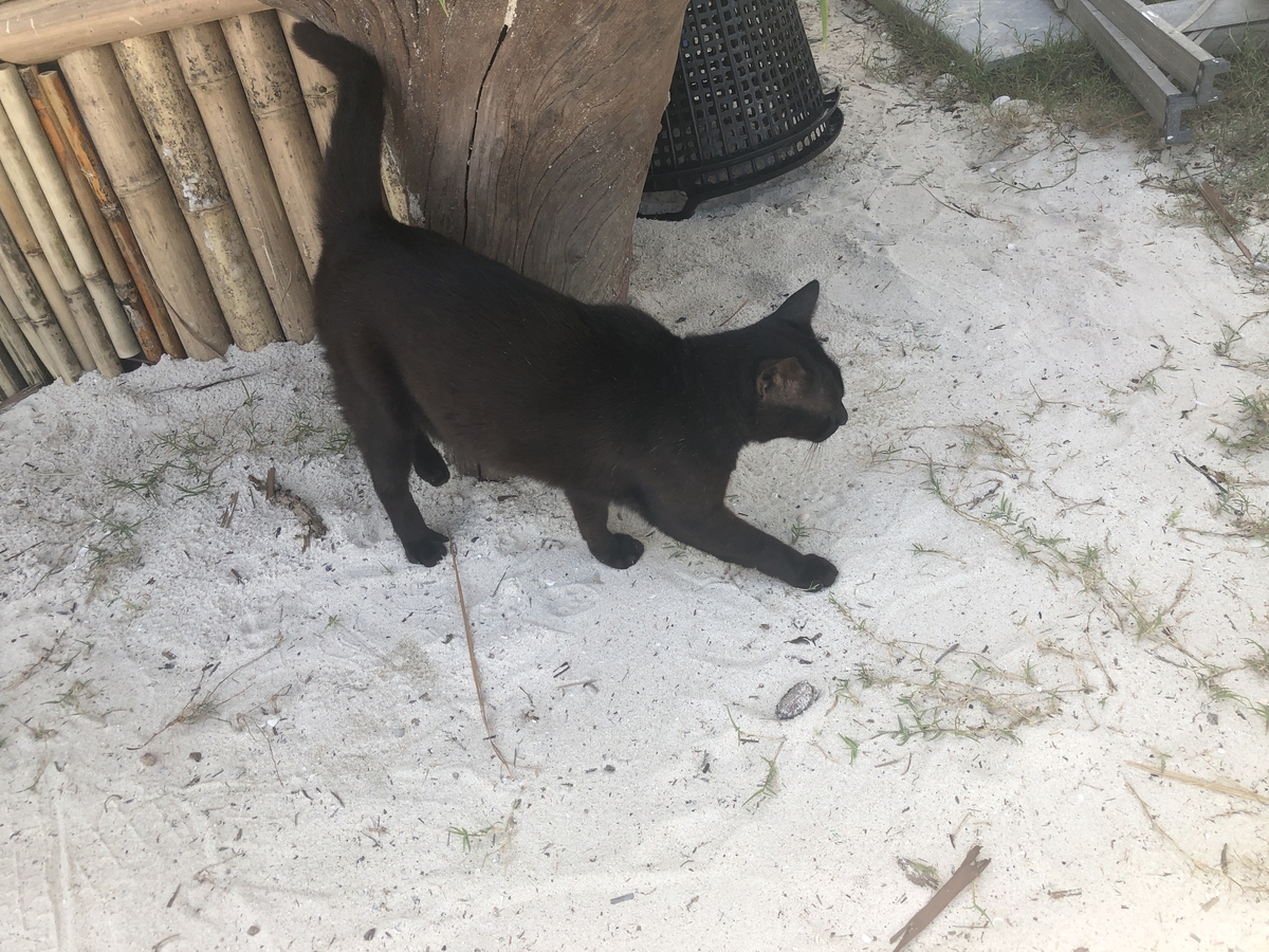 f:id:gino10mugi:20200426152310j:plain f:id:gino10mugi:20200426152310j:plain