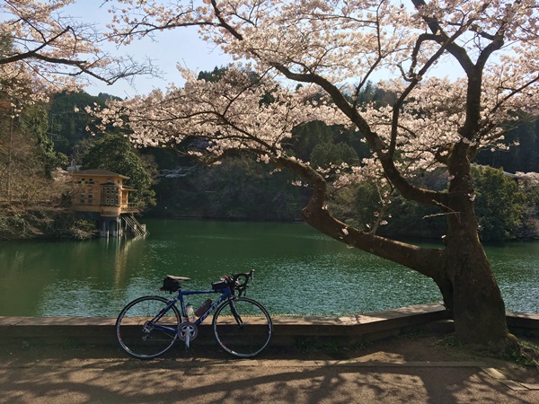 鎌北湖の桜と阿諏訪地区の桜 花見は人が少ない方が好き シルバーリング