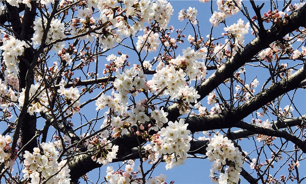 f:id:gintomochi:20180328070250j:plain