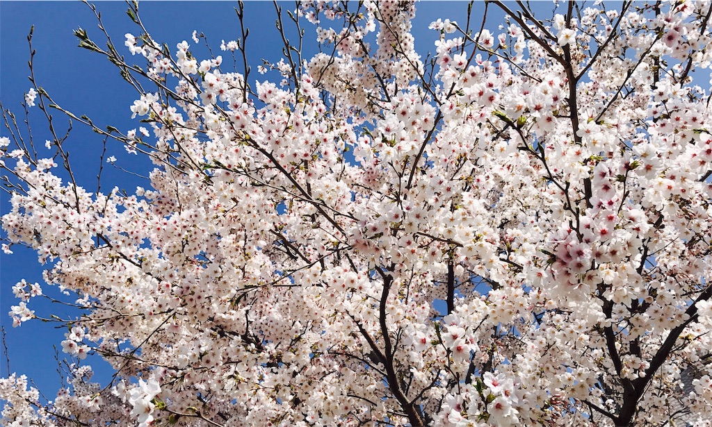 f:id:gintomochi:20180331204107j:plain