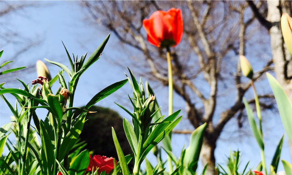 f:id:gintomochi:20180331204157j:plain