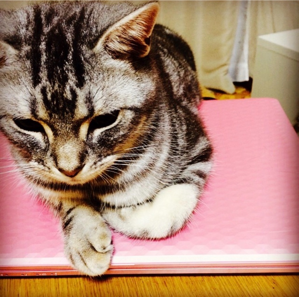 f:id:gintomochi:20190219211519j:image