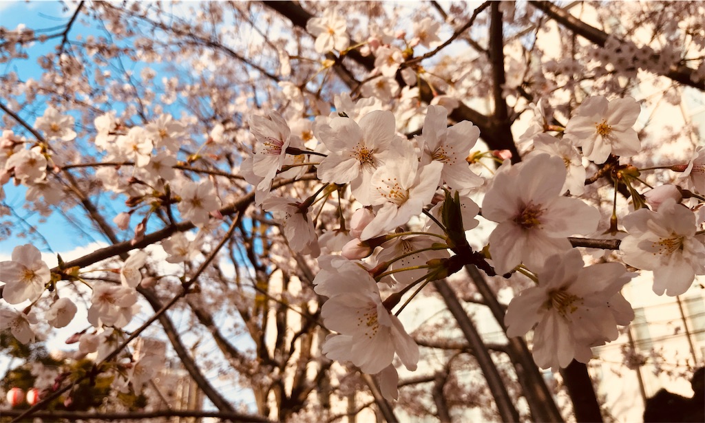 f:id:gintomochi:20190401224546j:plain