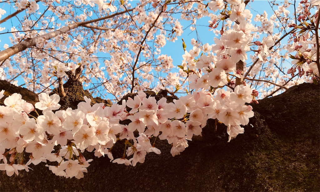 f:id:gintomochi:20190401224554j:plain