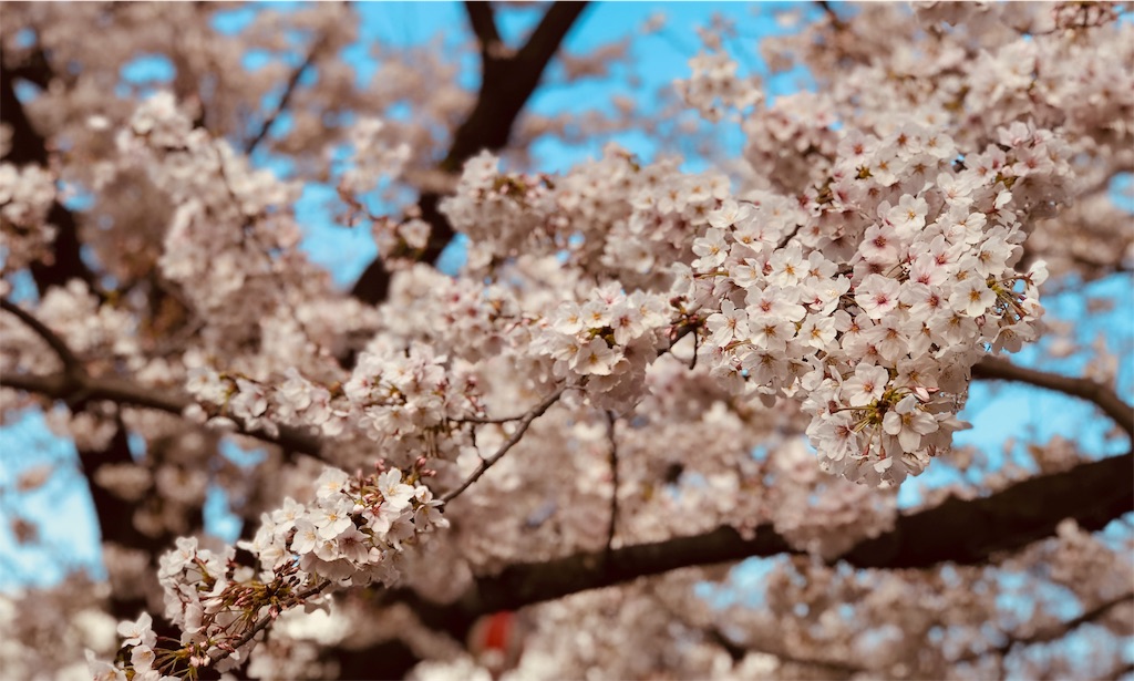 f:id:gintomochi:20190401224611j:plain