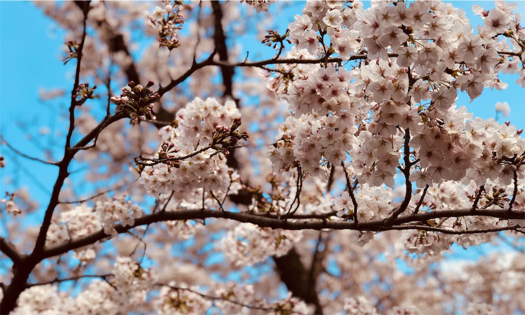 f:id:gintomochi:20190401224616j:plain