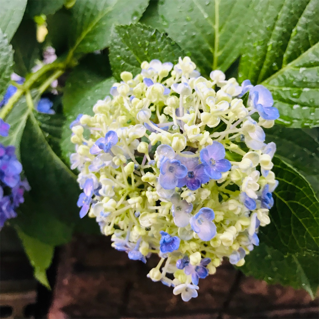 f:id:gintomochi:20190616222916j:plain