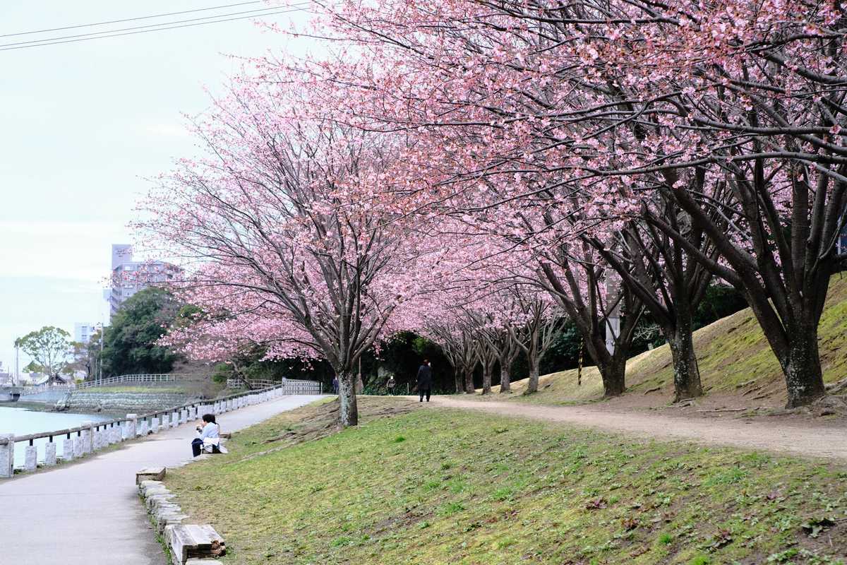 蜂須賀桜を撮ってみた かものはいろ報告日記