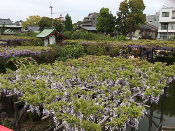 亀戸天神 藤まつり 亀戸天神 藤まつり