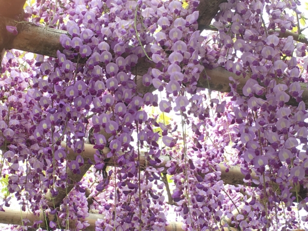 亀戸天神 藤まつり 亀戸天神 藤まつり