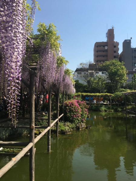 亀戸天神 藤まつり 亀戸天神 藤まつり