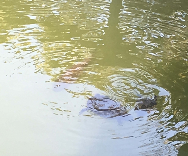 亀戸天神 亀戸天神