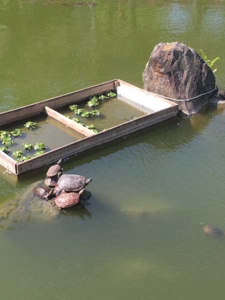 亀戸天神 亀戸天神