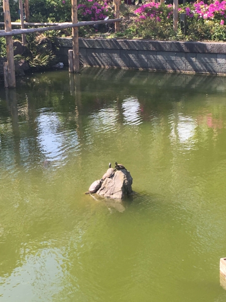亀戸天神 亀戸天神