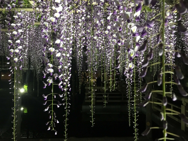 亀戸天神 藤まつり 亀戸天神 藤まつり