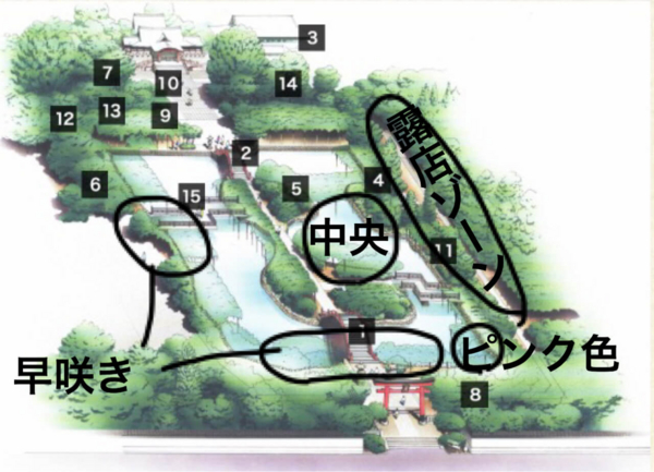 亀戸天神　藤まつり案内図