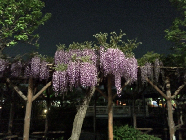 亀戸天神 藤まつり 亀戸天神 藤まつり