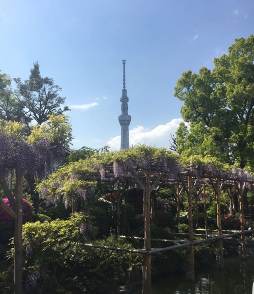亀戸天神 藤まつり 亀戸天神 藤まつり